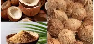 Harga kelapa bulat per butir saat ini naik dua kali lipat pada bulan April 2025. Indonesia masuk dua besar produsen kelapa di dunia.