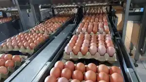 Kementerian Pertanian pastikan ekspor telur tidak ganggu kebutuhan domestik.