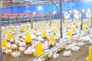 Produksi bibit ayam oleh perusahaan pembibitan akan mulai dikendalikan demi melindungi peternak rakyat.