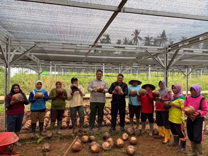 Perkebunan Kelapa Diperkuat, Fokus Benih dan Ekspor Gula Kristal ...